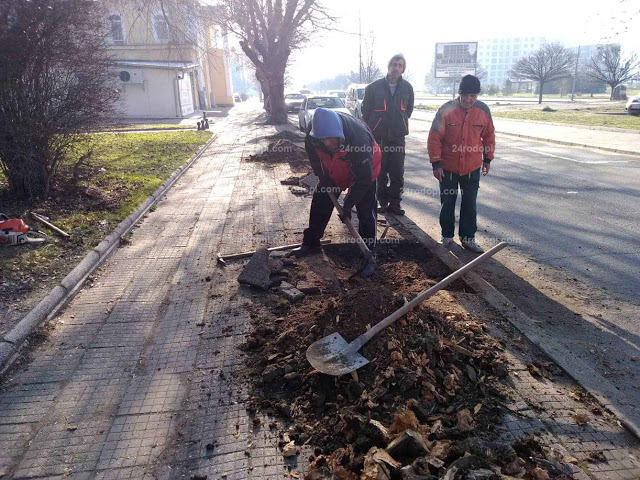 Акция „Корени“ по разбития тротоар