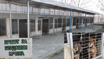 Спад?! 380 нови кучета за година в Кърджали