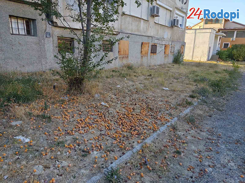 Проблемът не е в ракията, а в имитацията на държава