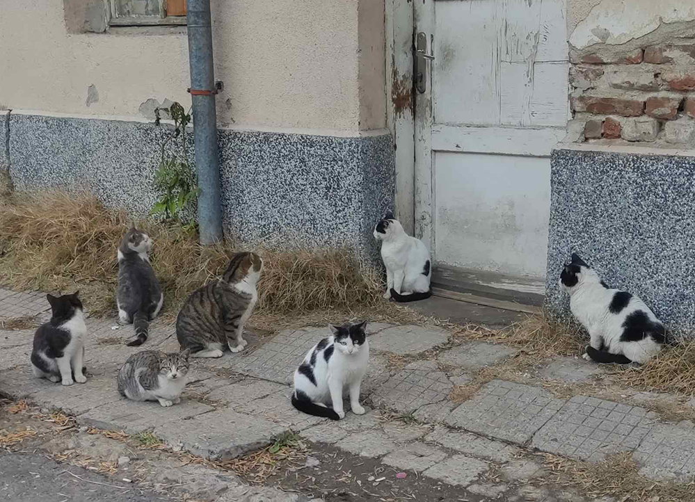 Дами се съдят заради „болни котки“ във фейсбук!