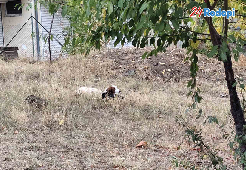 Нова порция „селски кучета“ в града!