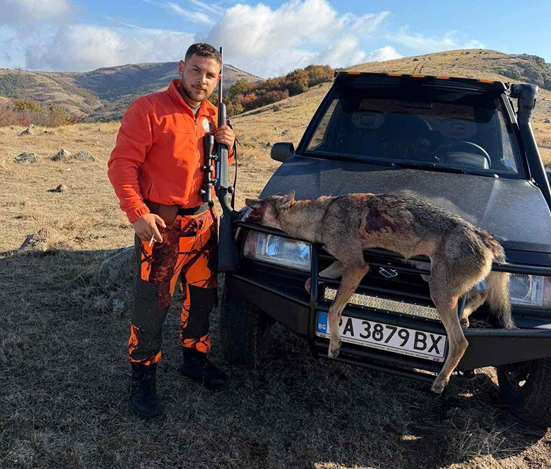 Вълкът попадна на мушката на Мехмед
